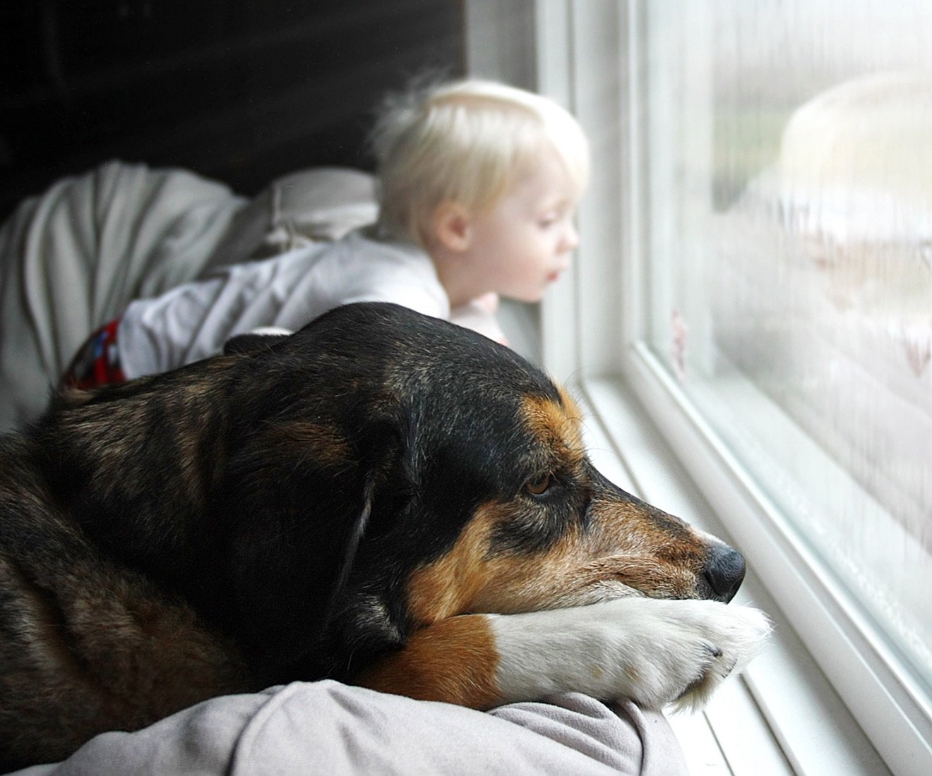 Toddler and dog looking out a window.
