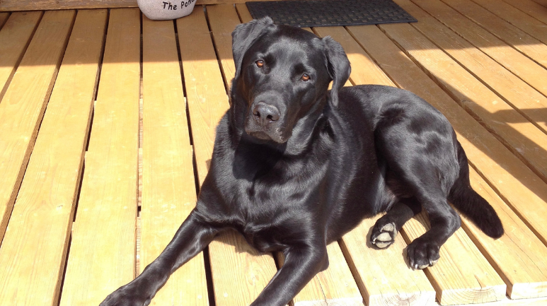 Tanner's dog